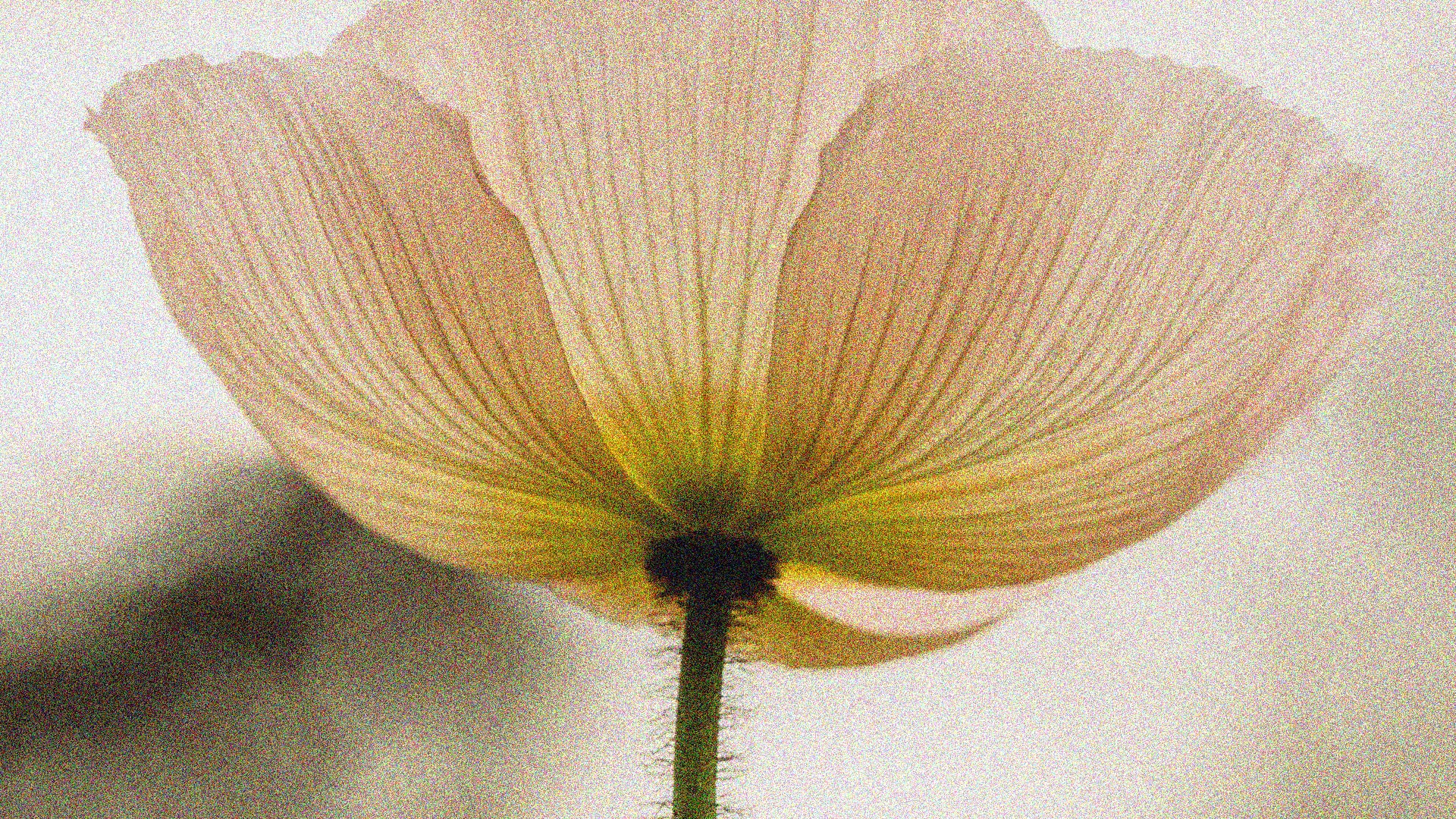 Fullscreen Background Image 2